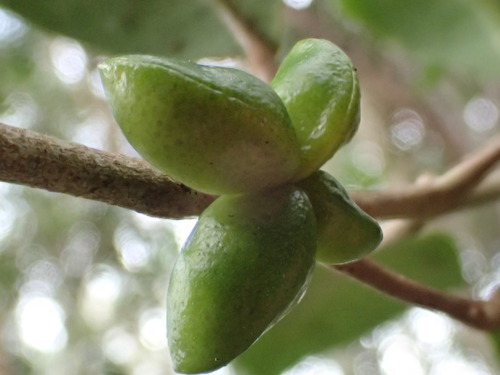 Melicope ovata observed 2016-03-27