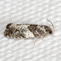 Gypsonoma adjuncta