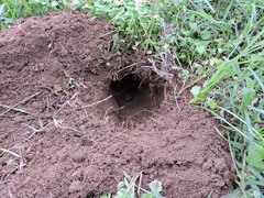 Geomys texensis