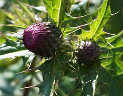 Cirsium japonicum australe