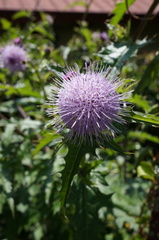 Cirsium japonicum australe