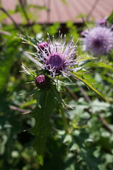 Cirsium japonicum australe