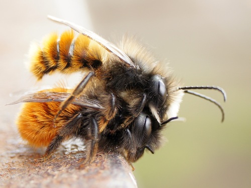 European Orchard Bee, photo 3 of 10
