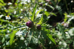 Cirsium japonicum australe