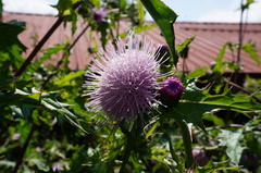 Cirsium japonicum australe