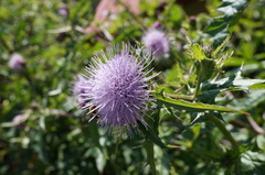 Cirsium japonicum australe