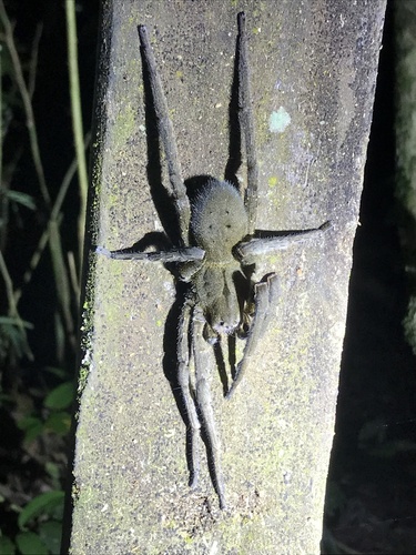 Brazilian wandering spider