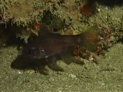 Apogonichthyoides melas