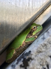 Hyla japonica