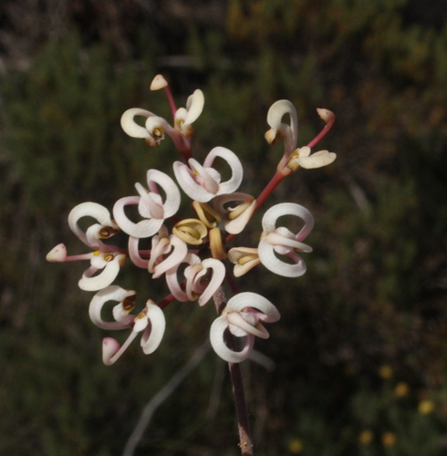 Pallarup Grevillea (Grevillea prostrata)