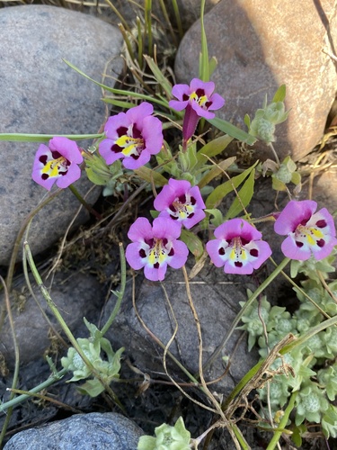 iNaturalist observation photo of tricolor monkeyflower