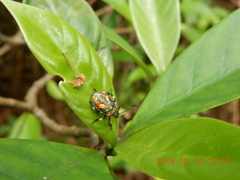 Eocanthecona furcellata