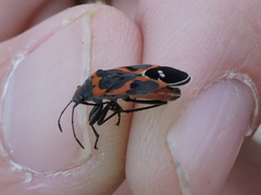 Lygaeus kalmii kalmii