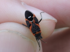 Lygaeus kalmii kalmii