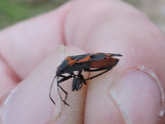 Lygaeus kalmii kalmii