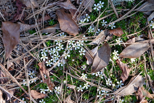 Image of Pyxidanthera barbulata by (c) Bonnie Semmling, some rights reserved (CC BY)