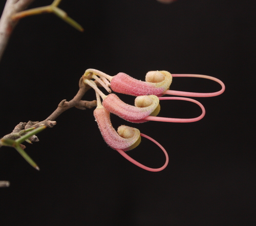 Grevillea newbeyi