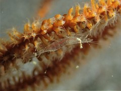 Manipontonia psamathe