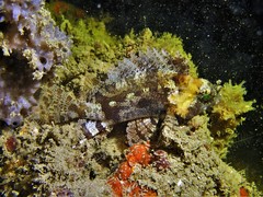 Centrogenys vaigiensis