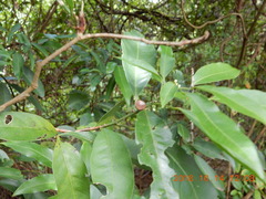 Glycosmis parviflora