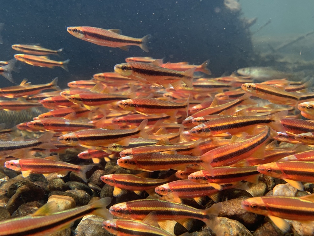 Yellowfin shiner (Notropis lutipinnis) — Cyprinidae
