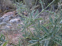 Froelichia arizonica
