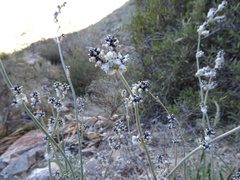 Froelichia arizonica