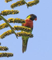 Coconut Lorikeet photo 5