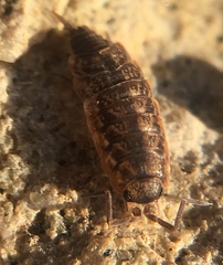 Porcellionides cingendus