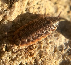 Porcellionides cingendus