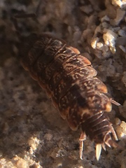 Porcellionides cingendus