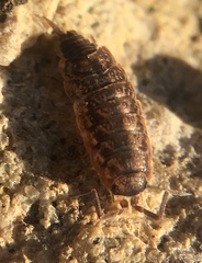 Porcellionides cingendus