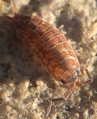 Porcellionides cingendus