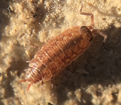 Porcellionides cingendus