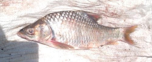 Niger barb