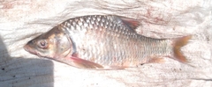 Niger Barb photo 3