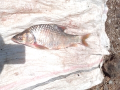 Niger Barb photo 4