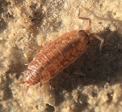 Porcellionides cingendus