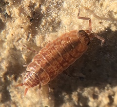 Porcellionides cingendus