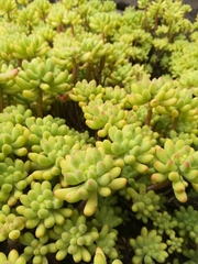 Sedum pachyphyllum