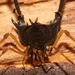 Neogonyleptes floresi - Photo (c) Edgardo Flores, algunos derechos reservados (CC BY-NC), subido por Edgardo Flores