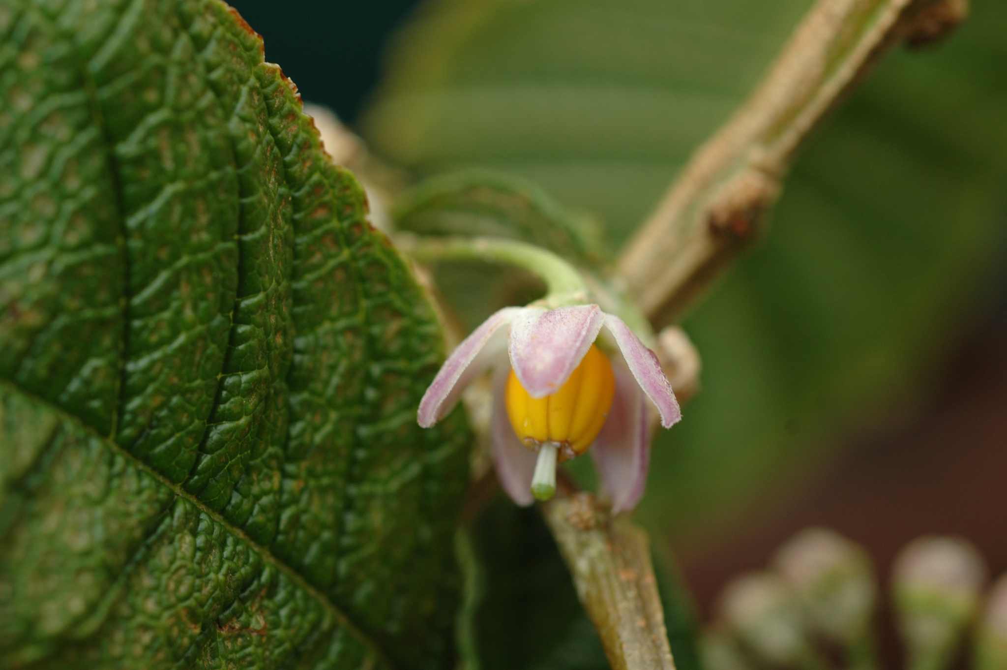 Solanum maturecalvans