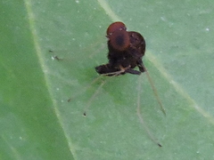 Chrysopilus basilaris