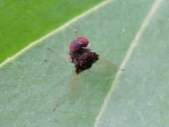 Chrysopilus basilaris