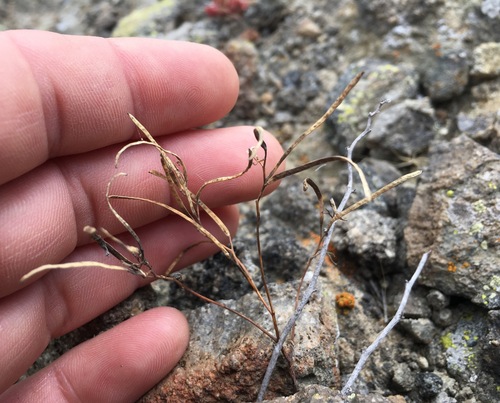 Image of Sibara filifolia by (c) Adam J. Searcy, some rights reserved (CC BY)