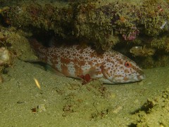 Epinephelidae
