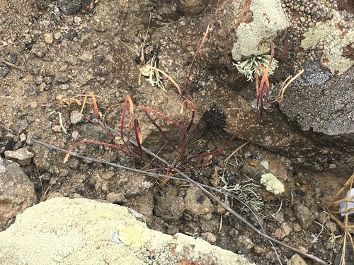 Image of Sibara filifolia by (c) Adam J. Searcy, some rights reserved (CC BY)