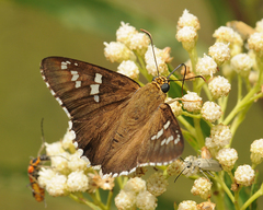 Apyrrothrix araxes arizonae