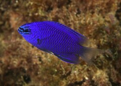 Australian Damsel photo 2