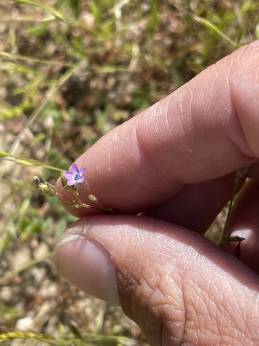 Little gilia (Gilia minor)